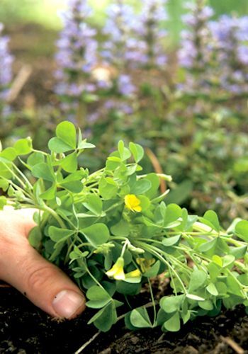 Eliminate-weeds-MPC114601_r-9046204b0314496eb77ff0e3207fbbe9-qq15tethoeik8g3sbeoz6kooxz8zjrln57ii564aa0