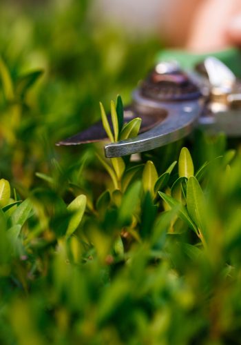 young-beautiful-florist-taking-care-flowers-focus-plant-scaled.jpg young-beautiful-florist-taking-care-flowers-focus-plant-scaled.jpg